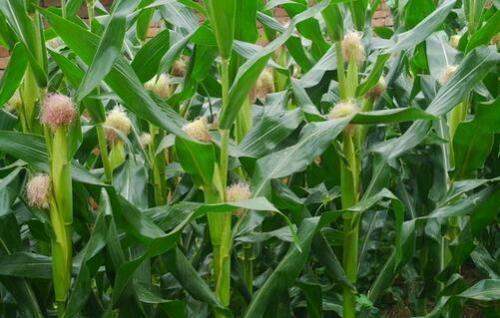 西安地区早春地膜玉米什么时候种植?